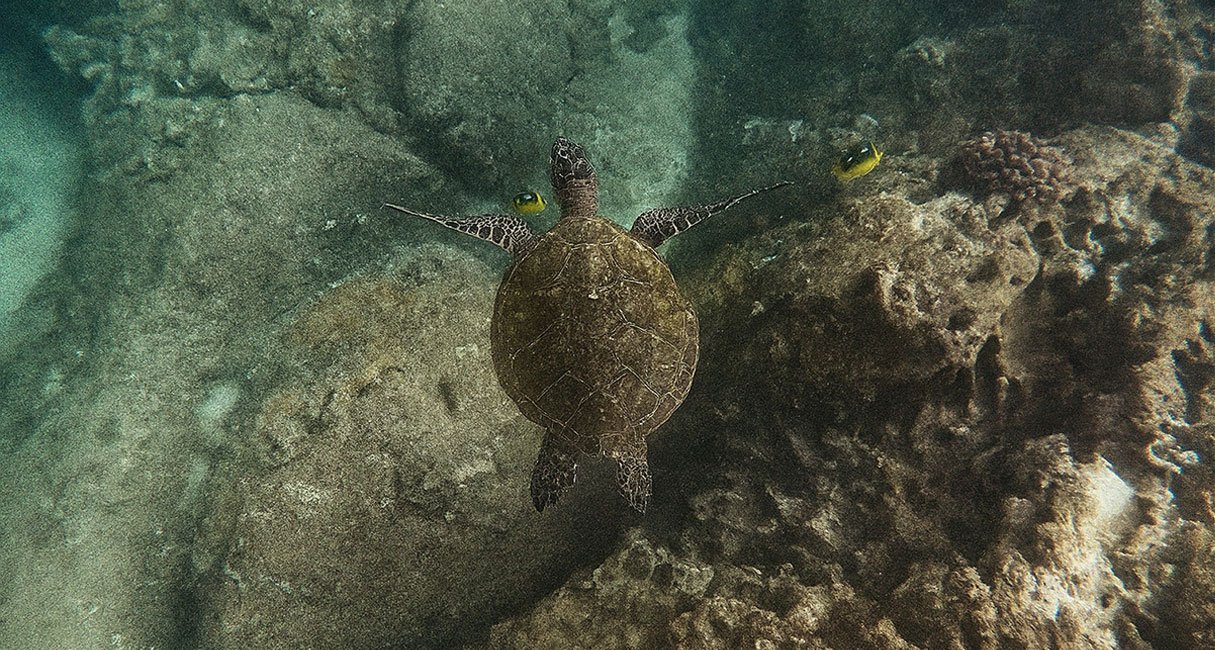 Dimaniyat Private Island